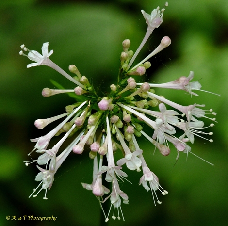 {Valeriana pauciflora}